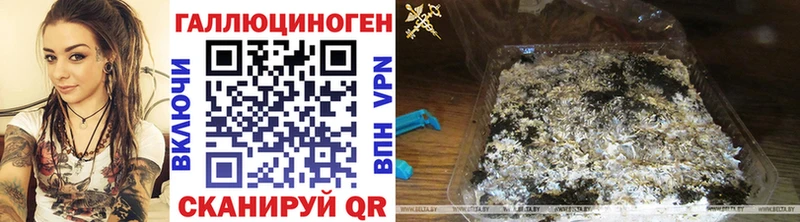Галлюциногенные грибы Psilocybe Ейск
